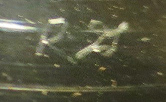 James Brown And The Famous Flames* : I Can't Stand Myself (When You Touch Me) (7", Single, Blu)